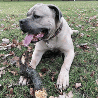 Detail odolného obojku pro velké plemeno Cane Corso
